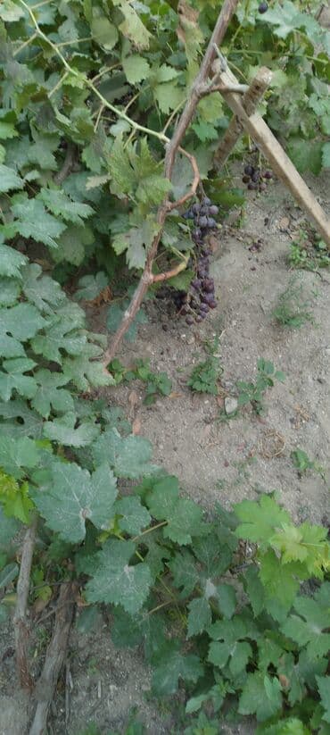 Daihatsu: Məhsul: Qırmızı üzüm (təzə budaqda) Təsvir:muskat izabella - at lalafo.az — 4 Daihatsu: Məhsul: Qırmızı üzüm (təzə budaqda) Təsvir:muskat izabella - — 4