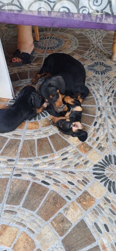 pişik balası satılır: Dachshund (taksa) balası – erkək - Yaş: 3 ay 5 gün - Rəng — 5