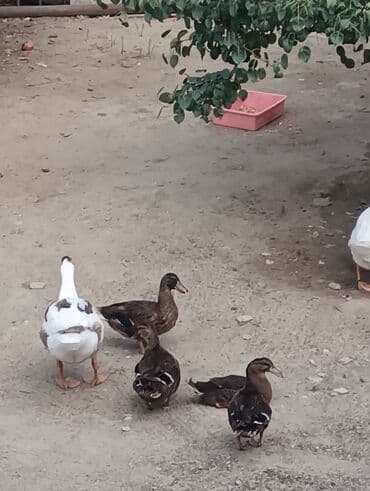 zumrud ordək: Məhsul: Ev quşları – ördəklər (qrup halında) Təsvir: - Şəkillərdə — 11