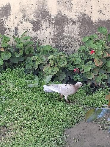 Göyərçinlər: Ebreş enni quyruqlar .babayevski ağbaş ağquyruglar.sarı çəplər .ağ — 2