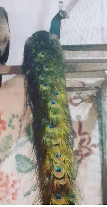 Tovuzquşu satılır.erkək 2-3yaşınd.Qiyməti razılaşma yolu ilə