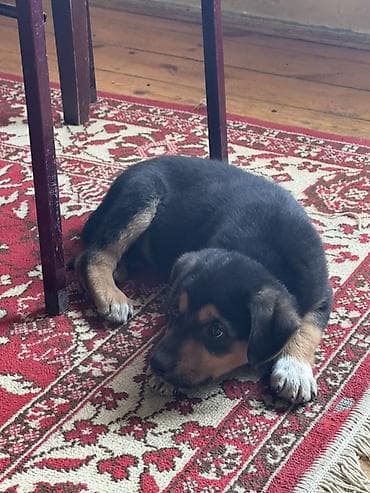 şirin it sekilleri: Alman çoban iti, 2 ay, Peyvəndli — 3