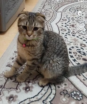 meyn kun pişiyi: Şotland yastı qulaq, Dişi, Ünvandan götürmə — 1