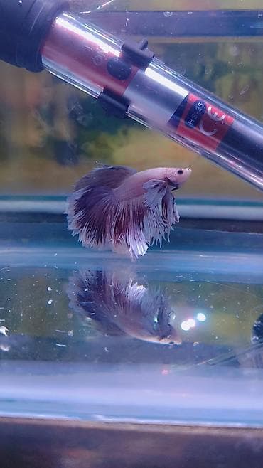 kanbizon: Betta (Petuşok balığı), Ünvandan götürmə, Ödənişli çatdırılma — 2