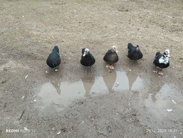 Гуси: Самка, | Lal ordek, Для мяса, Самовывоз — 2