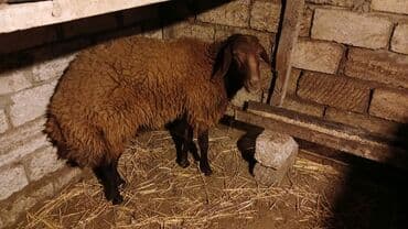 Muncuqlar: Qoç 750 qara ağ iksi 700 təpər 300
 - — 3