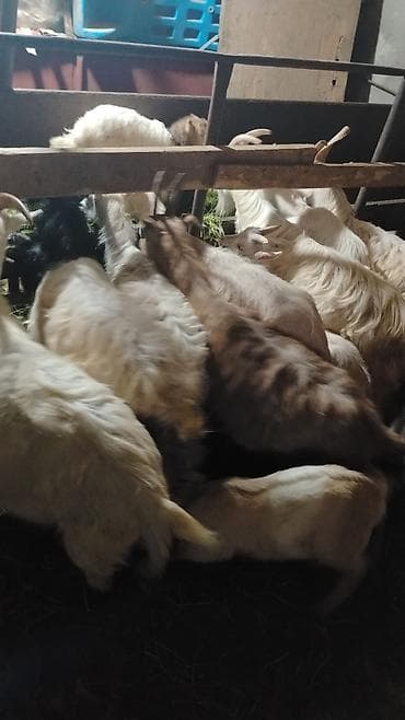 heyvanlar keci: Cins: Yerli/qarışıq keçilər Növ: Ana keçilər və balalar Təyinat: Süd — 4