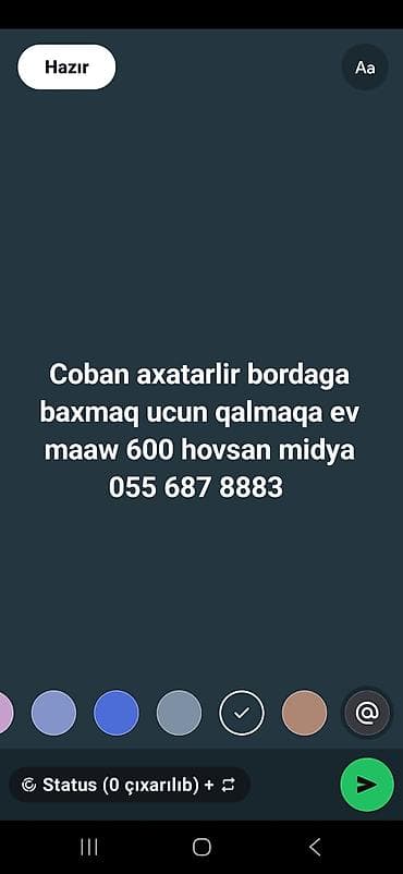 köpekler: Çoban, 2250 yaş, 1 ildən az təcrübə — 1