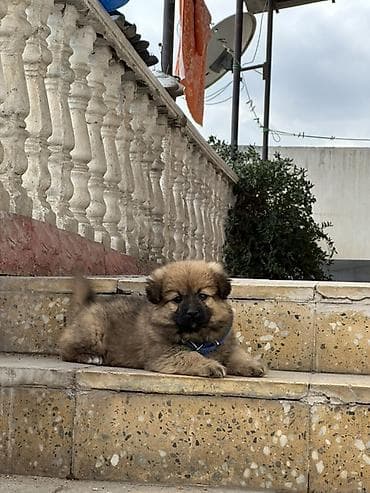 lalafo heyvanlar: Erkek, Ünvandan götürmə — 1