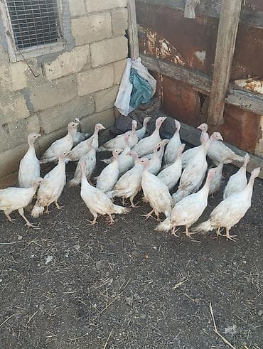 Unvan gilezi. 27 eded hamsi bir yerde satilir real alici zeng etsin ve