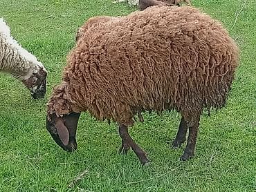 balaca quzu: Qoyun (qəhvəyi yunlu) Qala qoyunu toglu 1nci qarna bogaz - Cins tipi — 1