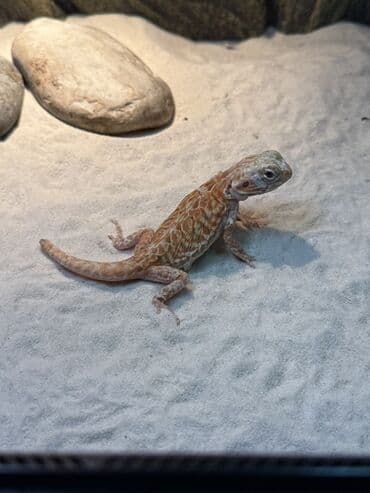 xarı bülbül döş nişanı: Bearded dragon citrus morfu dişi — 2