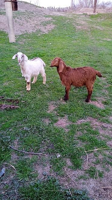 Salam helebler erkeydiler