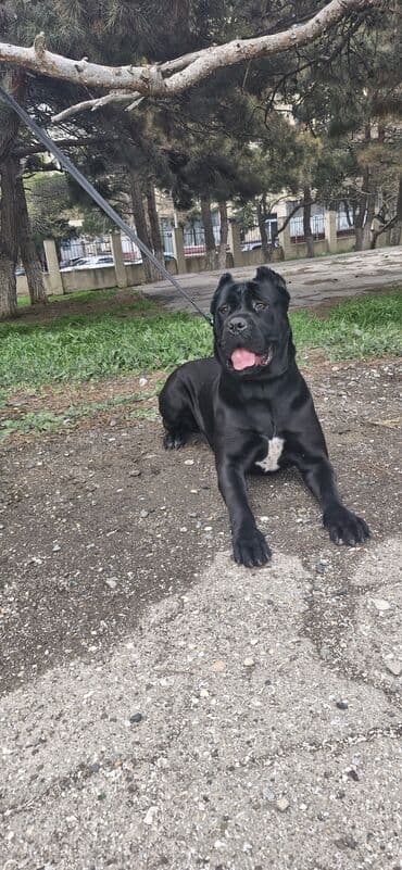 it yuvasi: Kane-Korso, Erkek, Sənədli, Ünvandan götürmə — 9