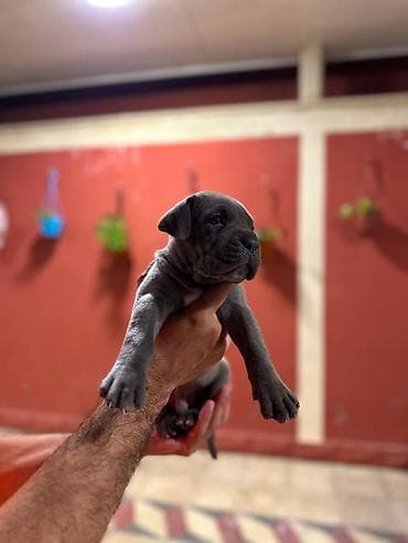 saf su: Kane-Korso, 1 ay, Erkek, Peyvəndli, Pulsuz çatdırılma — 3