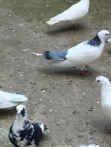 dekorativ quslarin satisi: 10,15,40m satilir riyal alici yiqsin — 2