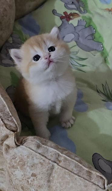 it alqi satqisi: NY 12 ERKƏK real alıcı narahat etsin — 1