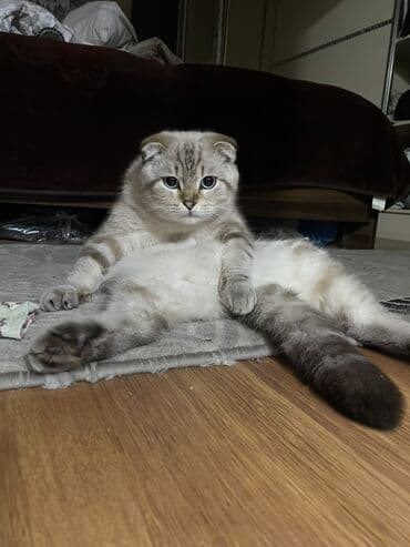 Şotland yastı qulaq lalafo.az -da Şotland yastı qulaq