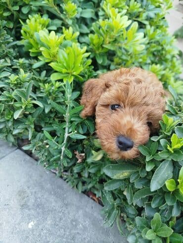 карликовый пудель: Пудель — 4