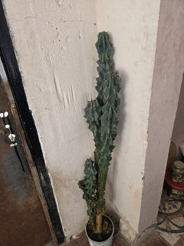 sine boyuden bitki: Qabda böyüyən, maraqlı formaya malik, hündür kaktus. O, evinizə səhra — 2