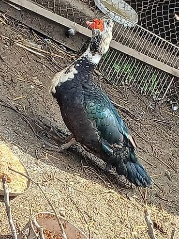 pekin ördək: Salam qara tek erkey 40 manat ag erkey 30 mat ag disiler 20 manat isde — 5