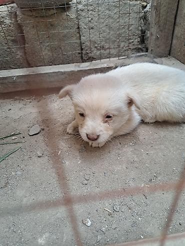 bala at: Zvonok, 2 ay, Dişi, Peyvəndli, Ödənişli çatdırılma — 1