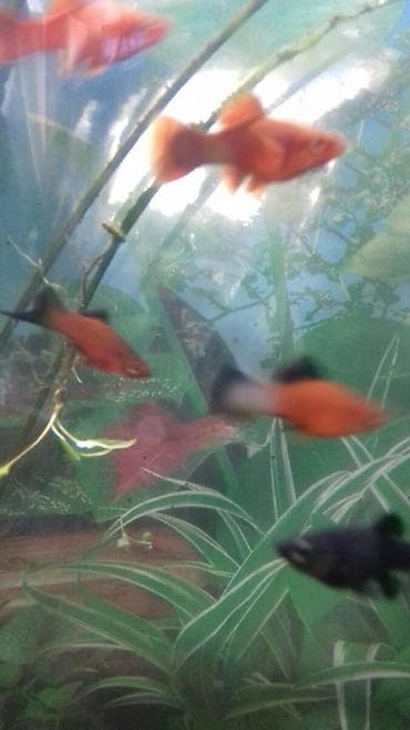 Meçenos optavoy 80 qepi̇k.Zabrat 1