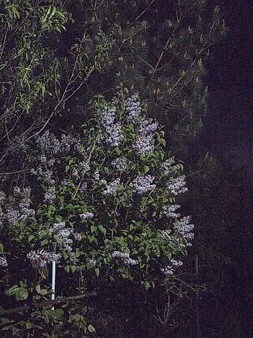 qaynana dili gulu: Məhsul: Yasəmən (Syringa vulgaris) – kəsilmiş budaqlar və ya kol — 3