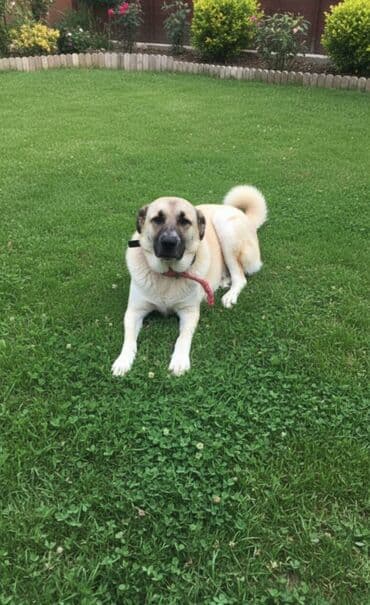 объявления отдам в хорошие руки щенка: 2 il — 1