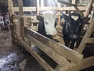 Рогатый скот: (hər heyvanın öz qiyməti var real alıcılar üçün endirim — 10