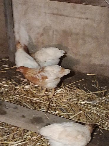 Məhsul: Ev şəraitində bəslənən yumurta və ət istiqamətli lohman Braun