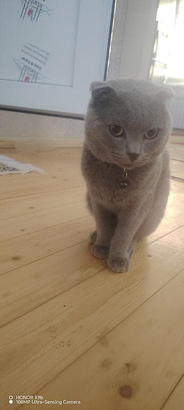 ag pisik balasi: Şotland — 3