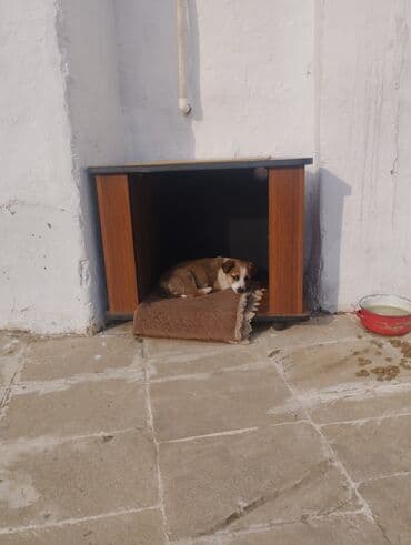 Yuvalar: Zvanok it balasi satilir 1 ayliqdi tam saglam heyvandi — 1