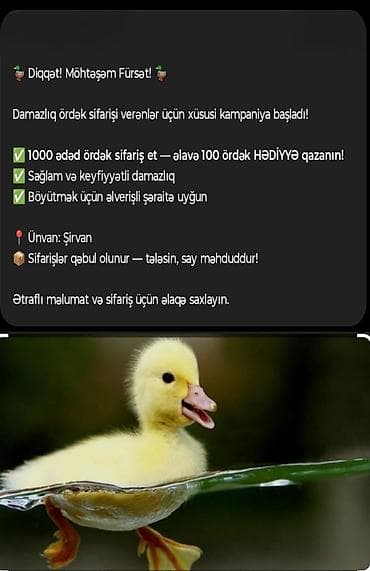 Damazlıq ördək sifarişi üçün xüsusi kampaniya! - 1000 ədəd ördək