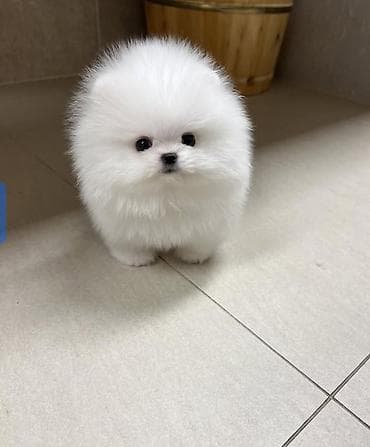 Gəmiricilər: Şpitz, 2 ay, Sənədli — 1