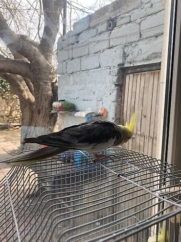 quş yemi: Disi Və Erkəy Korlla Hazir cut Yumurtluyur. tam Saglamdilar Erkey — 3