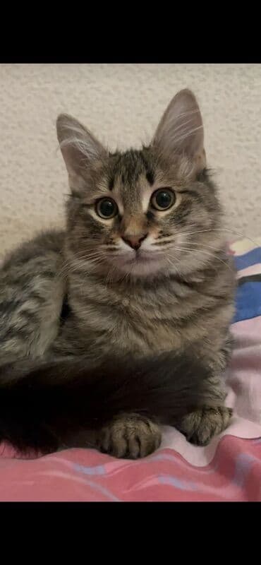 dişi pisik adları: Sibir, Yaxşı əllərə — 3