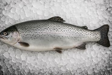 baliq tutmaq: Qizil baliq əti qirmizi
Çəkisi 2.5 kg (ortalama) — 1