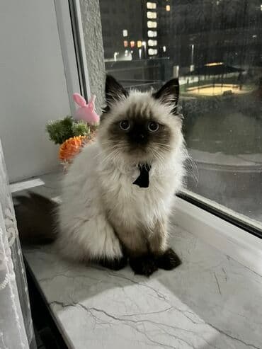 Şotland uzun tüklü, Erkək, Yaxşı əllərə, Ünvandan götürmə lalafo.az -da Şotland uzun tüklü, Erkək, Yaxşı əllərə, Ünvandan götürmə