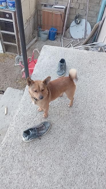 heyvan: . etrafli melumat uccun zeng edin — 3