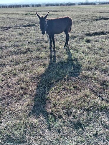 С/х животные и товары: Eşşək – təsərrüfat və yük daşıma üçün - Növ: yerli eşşək - Rəng: tünd — 3