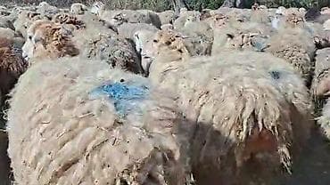 Mal-qara: Qoyun sürüsü – ətlik və yunun istehsalı üçün - Növ: yerli qarışıq — 3