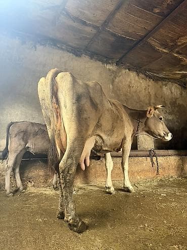 С/х животные и товары: 15 litir süd verir 4 qarına dogub balası dişdi — 5