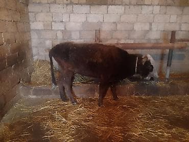 ev heyvanlari satisi: Dişi, Holsteyn, Simental, il: 4, 100 kq, Südlük, Ünvandan götürmə, Ödənişli çatdırılma — 8