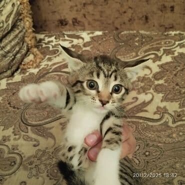 купить котенка бесплатно: В добрые руки — 1