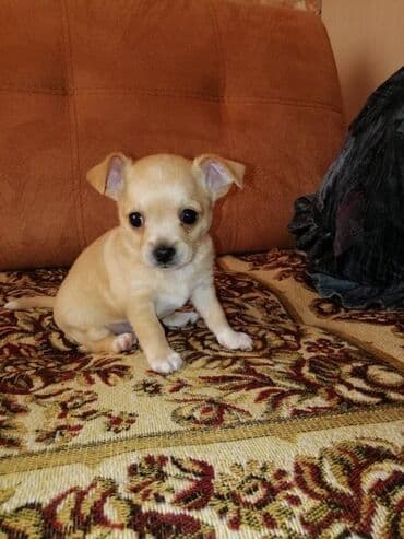кане корсо купить: Чихуахуа — 3