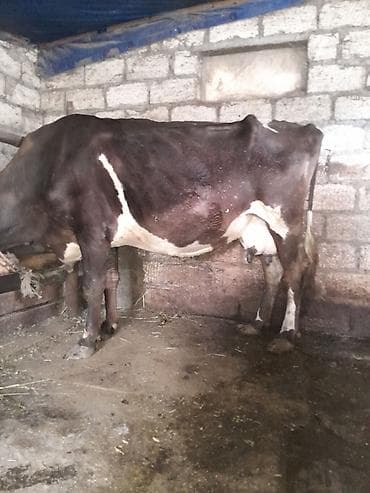 cins iney: İnəg çox sakit heyvandi. Seher axsam,( yemsiz otla )baladan elave6 7 — 1