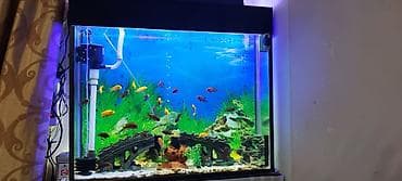 Tam komplekt akvarium sistemi - Şüşə akvarium: düz bucaq formalı