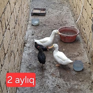 2 aylıq ördəklər, 2 aylıq cücələr. Toyuq çıxarıb.İnqibatır deyil. Tam