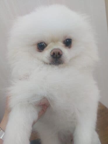 bala afcarka: Şpitz — 4